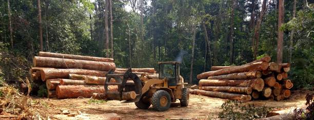 Best Tree Removal  in Pompton Lakes, NJ